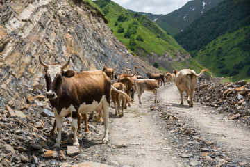 Obraz premium Georgia, mountain road with cows. Mountain road to Dusheti region Alpine fields with cows
