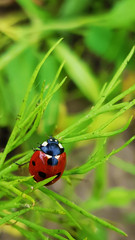 little lady bug  close up, human hand nature and insect 