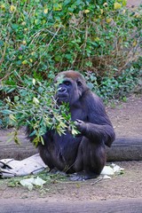 View of a single black gorilla ape