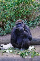 View of a single black gorilla ape