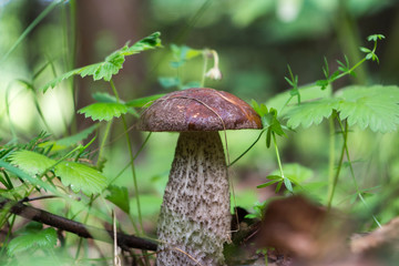 Mushroom boletus in the grass. Summer forest mushrooms
