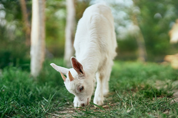 Fototapeta premium goat on green grass