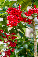 Ardisia crenata myrsinaceae plant or call hen’s eyes with small red berries on its tree