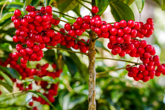 Ardisia crenata myrsinaceae plant or call hen’s eyes with small red berries on its tree
