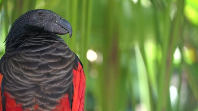 Rare species of bird close up.