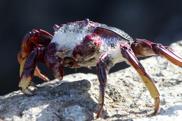 rote_Klippenkrabbe