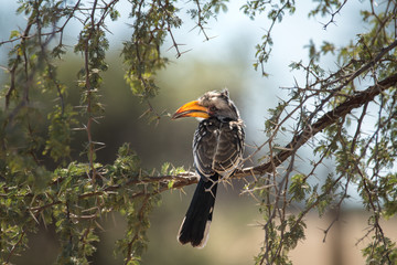 Namibia Afrika Landschaft