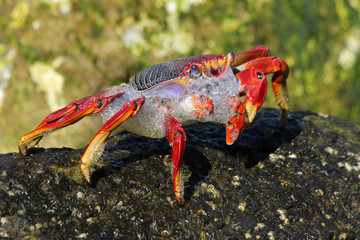 rote_Klippenkrabbe
