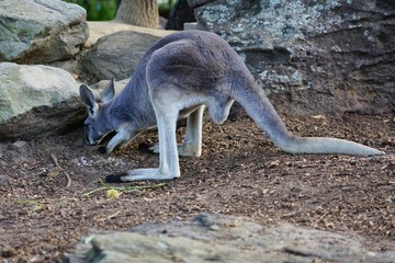 A kangaroo on the grass in a park in Australia