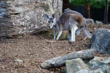 A kangaroo on the grass in a park in Australia