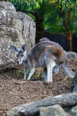 A kangaroo on the grass in a park in Australia