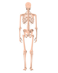 Human skeleton in front, profile and back. Vector illustration - Vector. Human anatomy. Back view.