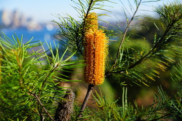 Yellow flower spike of the Banksia plant, a coastal tree in Australia