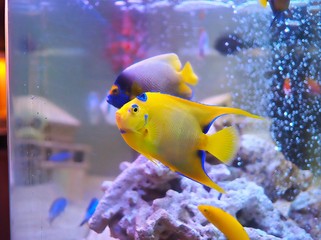 tropical fish in aquarium