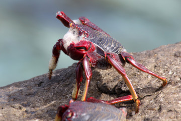 rote_Klippenkrabbe