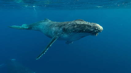 Humpback Whale © Chris