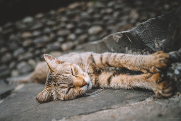 cat sleep