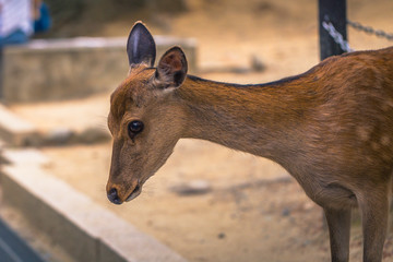 Nara - May 31, 2019: Deer in Nara deer park, Nara, Japan