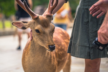 Nara - May 31, 2019: Deer with tourists in Nara deer park, Nara, Japan