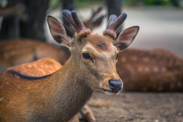 Nara - May 31, 2019: Deer in Nara deer park, Nara, Japan