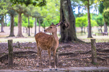 Naklejka na ściany i meble Nara - May 31, 2019: Deer in Nara deer park, Nara, Japan