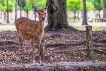 Nara - May 31, 2019: Deer in Nara deer park, Nara, Japan