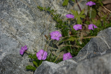 purple flowers in the garden