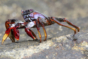 rote_Klippenkrabbe