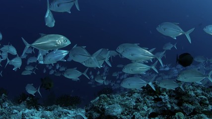 A huge school of Jacks. Big eye Trevally Jack, (Caranx sexfasciatus) Forming a polarized school, bait ball or tornado,Maldives, Indian Ocean, slow motion