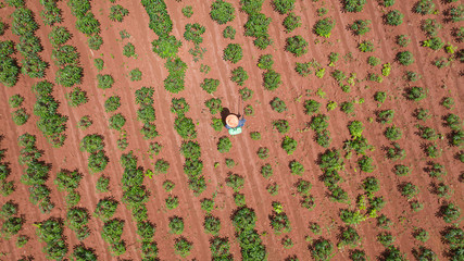 Aerial top view of farmers working at farms cassava