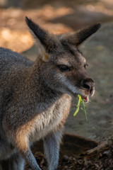 Naklejka na ściany i meble kangaroo in zoo