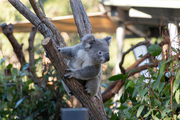 koala in tree