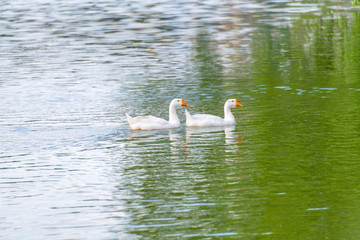 A group of white geese swimming on the green lake