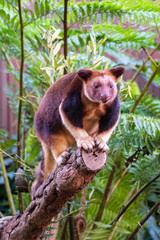 Obraz premium Tree kangaroo