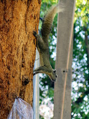 squirrel on a tree