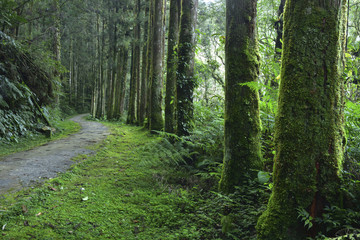 Fototapeta na wymiar damp forest in Mingchi forest park