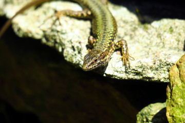 Lizard resting on a stone in the garden