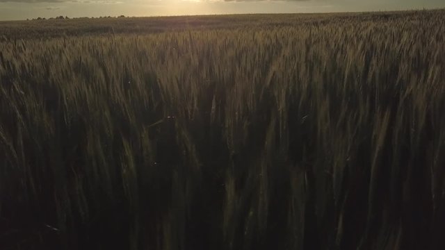 flycam films beautiful boundless green field full of spikelets against amazing sunset on horizon close view