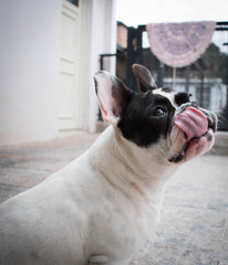 mascota en el jardín
