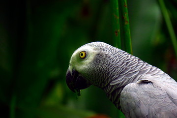 Obraz premium Parrots on Bali, in Indonesia