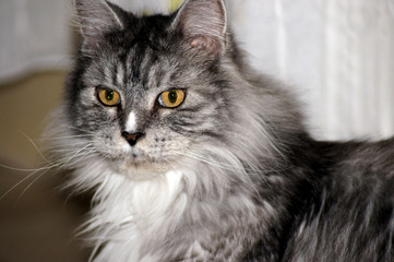 Portrait einer Maine Coon Katze