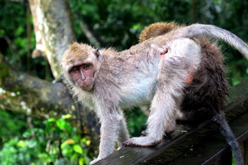 Monkeys in the Monkey Sanctuary in Ubud, Bali