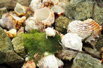 Crab close-up taken on the Maldives