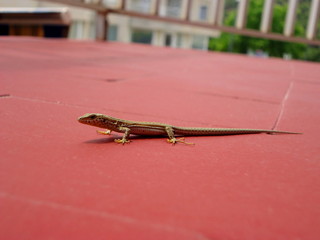 Lizard visitor on the etrrace