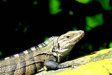 Black spinytailed iguana in Costa Rica