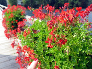 Hummingbird hawk moth among red geraniums
