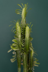 indoor plant in the interior - big euphorbia cactus on a wooden tabletop against the background of a green wall