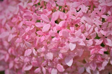 Obraz premium 小さい ピンク 花