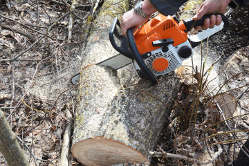 Cutting fallen tree with chainsaw