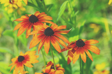 Vintage blooming Rudbeckia hirta (Black-eyed Susan) flowers in the summer garden. Nature background
